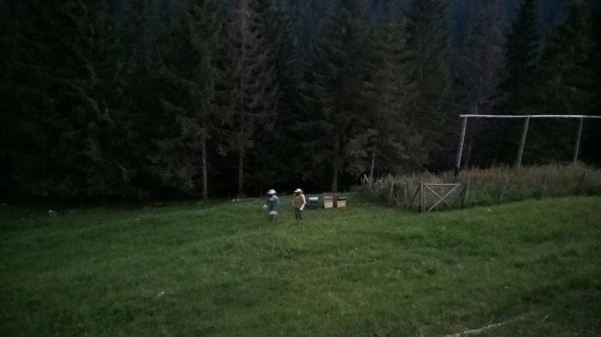 Posizionamento delle arnie di sera, col buio