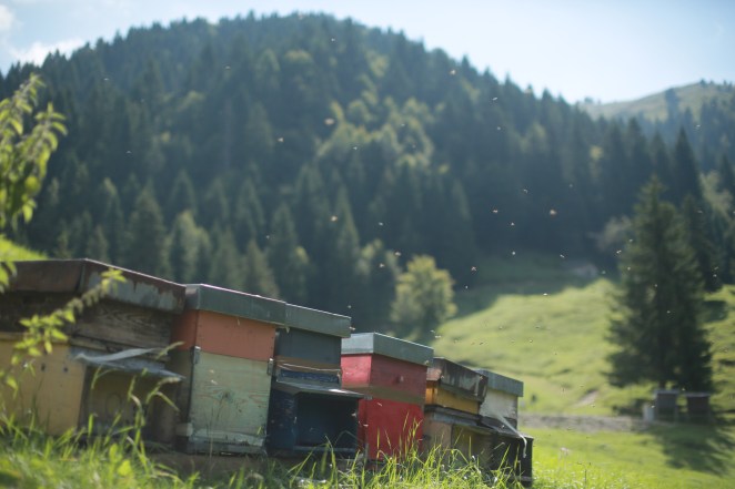 Le arnie con le api al lavoro a Valpore